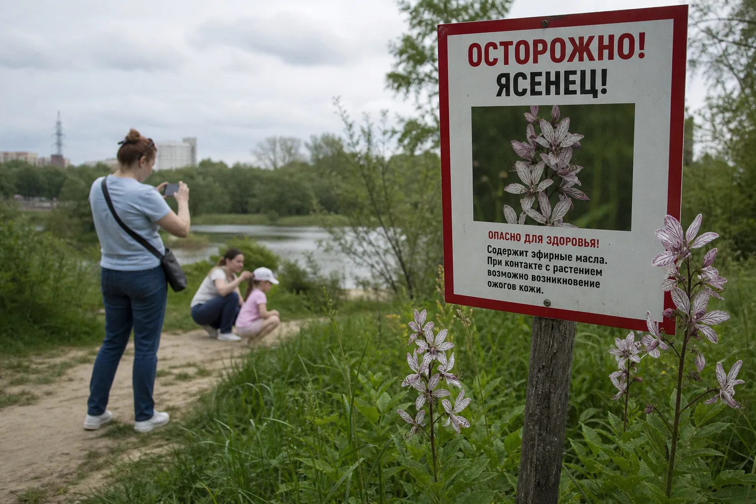 Опасность ясенца: как распознать неопалимую купину и что делать при ожогах